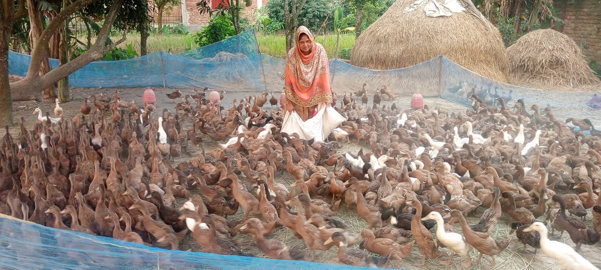 পাঁচবিবির রুমা হাঁস পালনে সফল 