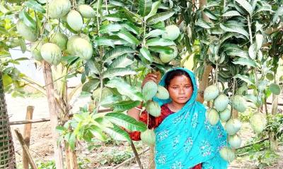 পাঁচবিবিতে বাড়ির উঠানে ফল ও সবজি চাষ