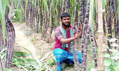 পাঁচবিবিতে উঠানে সেনাসদস্যের আখ চাষ