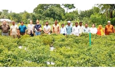 পাঁচবিবিতে আধুনিক সবজির চাষ পরিদর্শন 