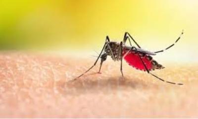 সারা দেশে ডেঙ্গুতে আরও ৪ জনের মৃত্যু
