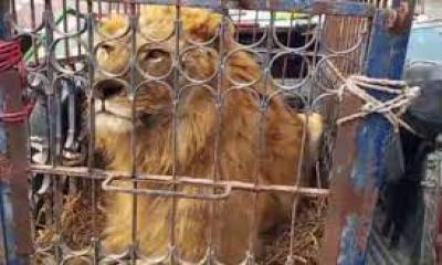 জীবন্ত বাঘ ও সিংহকে সাথে নিয়ে নির্বাচনি প্রচারণা