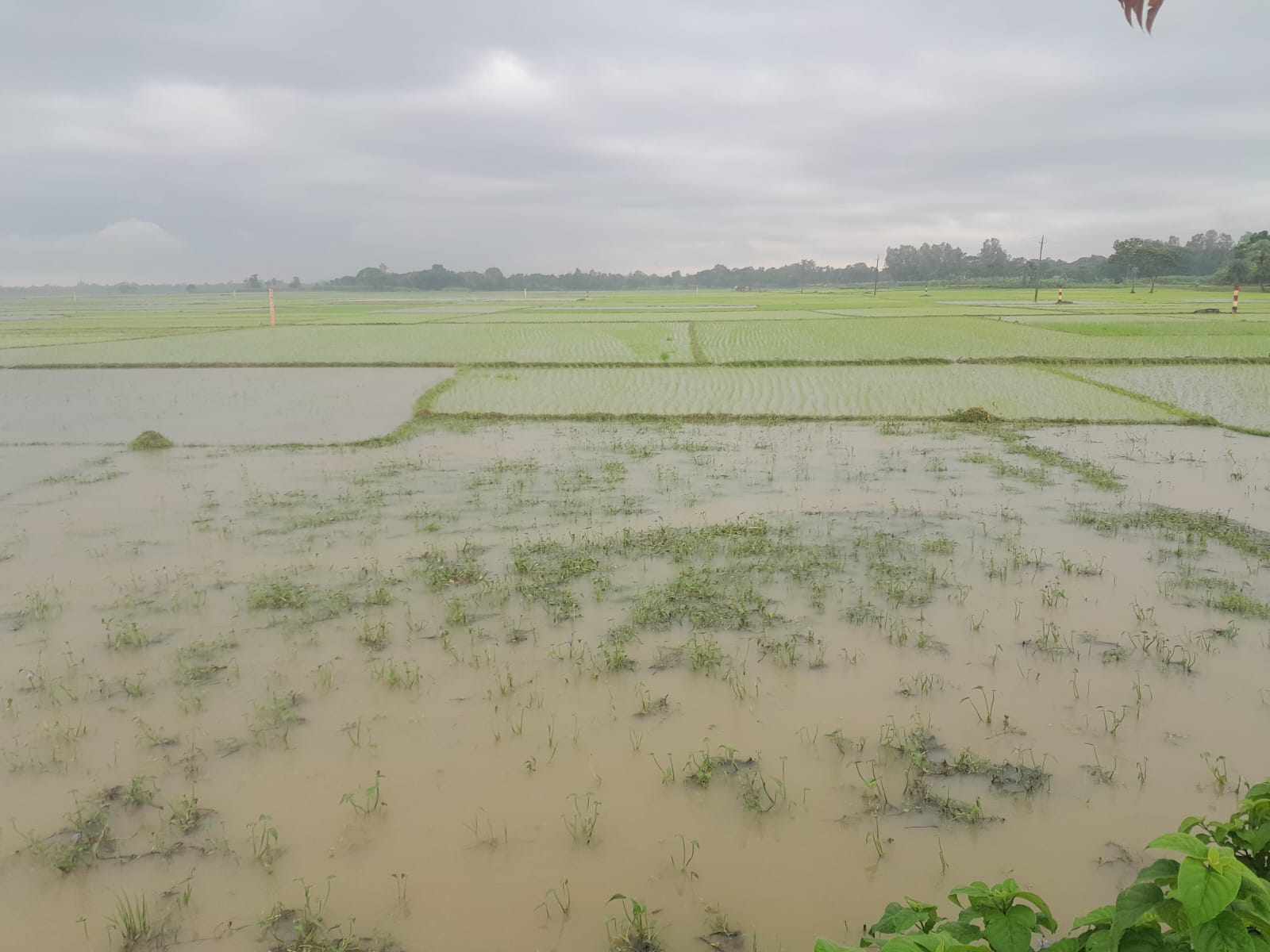 বদলগাছীতে ১৪ হাজার ৪৮৫ হেক্টর জমিতে আমন ধান রোপনের লক্ষ্য মাত্রা 