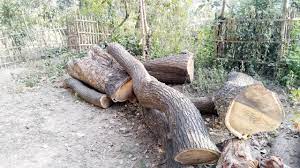  চেয়ারম্যানের বিরুদ্ধে সরকারি গাছ বিক্রির অভিযোগ